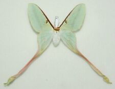 Saturniidae - Actias dubernardi - Chinese Luna Moth - #47 - female picture
