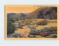 Postcard Springtime On The Desert In California picture