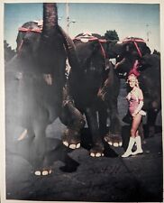1960s Original Circus Photo Dorothy K Kelly Performer Elephants 8x10