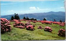 ROAN MOUNTAIN NORTH CAROLINA-TENNESSE LINE Rhododenron VTG Chrome Postcard B23 picture