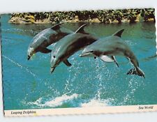 Postcard Dolphin Show Sea World USA picture