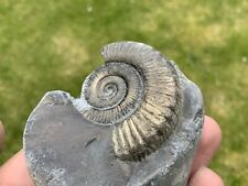 Pyrite Fossil Ammonite Dactylioceras Gold Colour, Jurassic, Holderness Coast UK picture