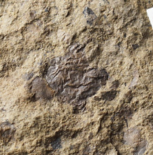 Extremely Rare unknown Silurian one of oldest land plant or fungus ? picture
