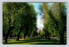 Ontario CA-California, Euclid Avenue Looking North Pepper Trees Vintage Postcard picture
