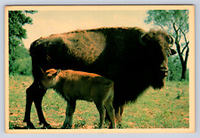 Vintage Postcard Happy Traveler Buffalo Baby Calf picture