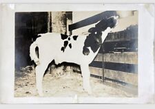 Postcard RPPC Deformed Calf With Extra Leg at Tail Standing in Stall picture