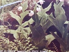C 1910 The Lady Slipper Minnesota State Flower DB Antique Postcard  picture