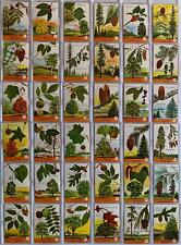 Tree Spotter Vintage Boxed Card Set 36 Quiz Cards Ed.U.Cards 1962 picture