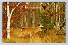 Roscommon MI-Michigan, Scenic Greetings, Buck on Alert Souvenir Vintage Postcard picture