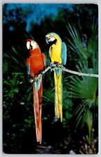 Florida Saint Petersburg Tropical Birds Macaws Palms Cancel 1958 VTG PM Postcard picture