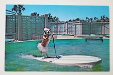 1960s Marineland FL St Augustine Fifi Dog Surfing Travel Vtg Postcard Florida picture