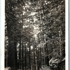 c1950s Cornwall, CT Cathedral Pine White Hemlock Tree Preserve 1989 Tornado A207 picture