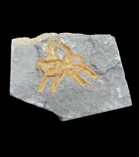 Gorgeous double Brittle Starfish Fossil on matrix (Ordovician, 488 - 433) picture