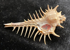 MURICIDAE Murex spinastreptos 50.9mm Java Isl Indonesia 2010 - Exceptional Shell picture