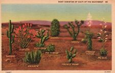Postcard AZ Many Varieties Cacti of Southwest Diagrammed 1932 Vintage PC J1503 picture