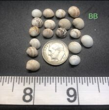 Hawaiian Moon Shells  - Very Small/Tiny picture