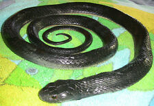 5' Realistic Black Snake Replica - Rubber picture