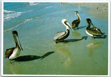 Postcard - Pelicans picture