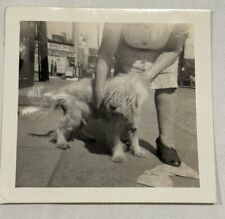 Antique White Fluffy Hairy Dog Puppy Canine Animals Photograph Picture 1946 picture