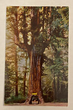 Vintage Mid Century Postcard, Chandler Drive-Thru Tree, California  picture