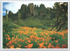 AJO Mountains~OR Pipe National Monument~Mexican Gold Poppies~c1984~Continental picture
