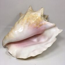 Conch Shell Damaged Part Of Old Collection Gorgeous Pink 8