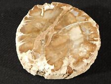 Perfect BARK 225 Million Year Old Polished Petrified Wood Fossil 298gr picture