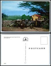 ARUBA Postcard - Typical Aruban Cunucu House C3 picture