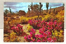 Spring in the Heart of Desert Land Southwest Postcard Souvenir Unposted Cactus picture