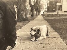 DF) Small Photo 1930's POV View Man Behind Holding Camera Taking Picture Of Dog picture