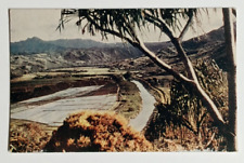 Honalei Valley Rice Paddies Kauai Island Hawaii HI Wesco Postcard c1940s C47 picture