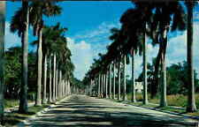 Postcard: Majestic Royal Palms picture