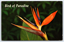 Hawaii, Bird Of Paradise Hawaiian Flower, Antique Vintage 1965 Post Card picture