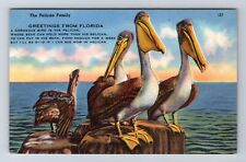 Greetings From Florida, The Pelican Family, Antique, Vintage Souvenir Postcard picture