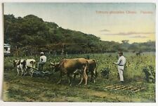 Postcard Panama Chame Tobacco Plantation animals workers farmer I.L. Maduro  picture