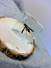 Real Wasp Preserved In Resin Specimen picture