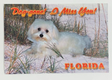 Dog Gone I Miss You Florida Postcard Unposted picture