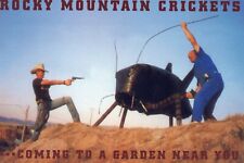 Exaggerated Rocky Mountain Cricket UNP 4x6 Postcard picture