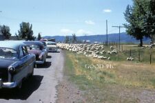 #WE5- Vintage 35mm Slide Photo- Cars - Sheep- Red Kodachrome 1950s picture