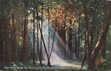Muir Woods by Moonlight Mt. Tamalpais Railway California CA c1910 VTG PC picture