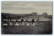 c1910's Sheep Sharing Near Maple Creek Saskatchewan Canada Antique Postcard picture