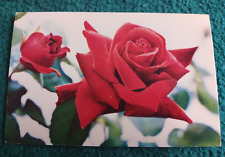 Vintage Soviet Red Rose Postcard 1971 Unused USSR picture