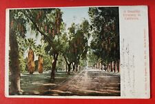 Beautiful Driveway in California, Tree-lined Colorized 1905 Antique Postcard F81 picture