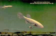 Postcard: Blind Fish Found in Echo River, 360 Feet Underground in Mamm picture