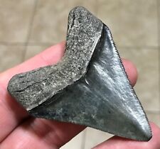 FAAAABULOUS - S.W. FLORIDA LAND FIND - 2.6” x 2.01” Megalodon Shark Tooth Fossil picture
