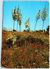 Postcard - Blooming Flowers Scene in Texas picture