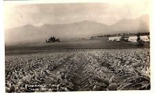 RPPC Postcard Pineapple Fields Near Honolulu TH c1940s Farm Equipment picture