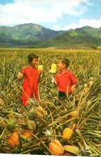 Field Ripe Pineapples Del Monte Hawaii HI c1960s Vintage Postcard picture