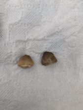 2 Extra rare Carinodens belgicus Tooth A Prehistoric Predator's Relic, VERY RARE picture