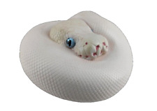 【In-Stock】 Animal Heavenly Body Leucistic Ball Python Collectible Snake Statue picture
